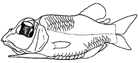 Opisthoproctus soleatus_ver